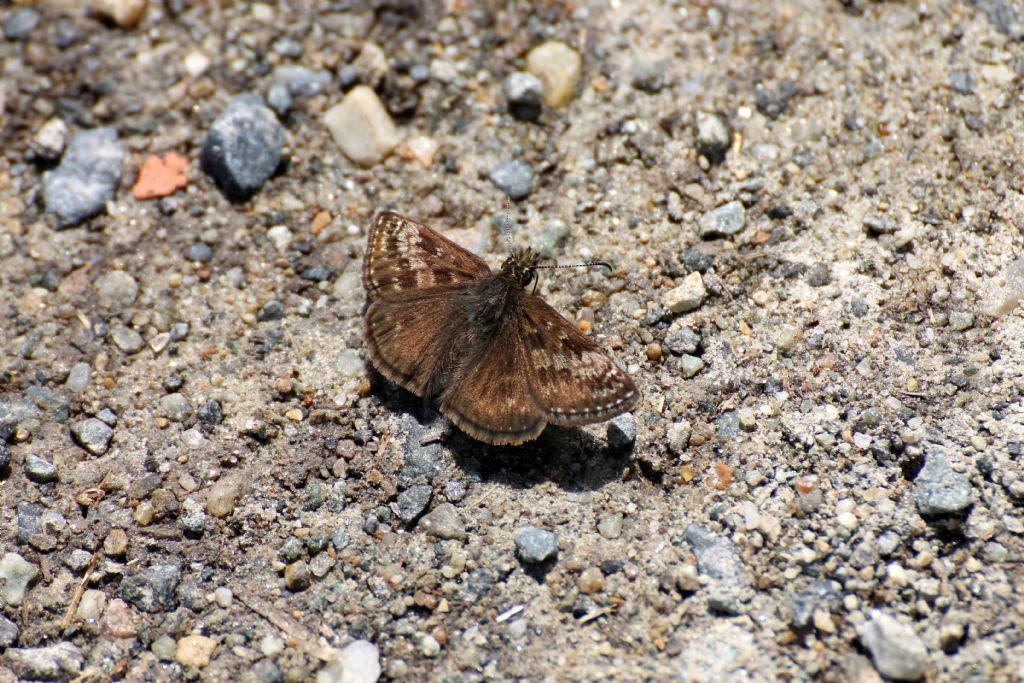 Erynnis tages